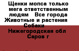 Щенки мопса только мега-ответственным людям - Все города Животные и растения » Собаки   . Нижегородская обл.,Саров г.